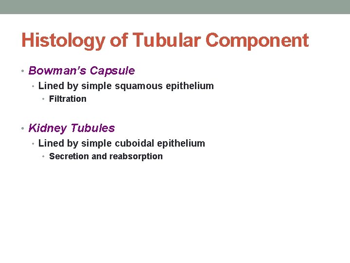 Histology of Tubular Component • Bowman’s Capsule • Lined by simple squamous epithelium • Histology of Tubular Component • Bowman’s Capsule • Lined by simple squamous epithelium •