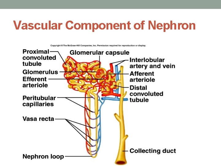 Vascular Component of Nephron Vascular Component of Nephron