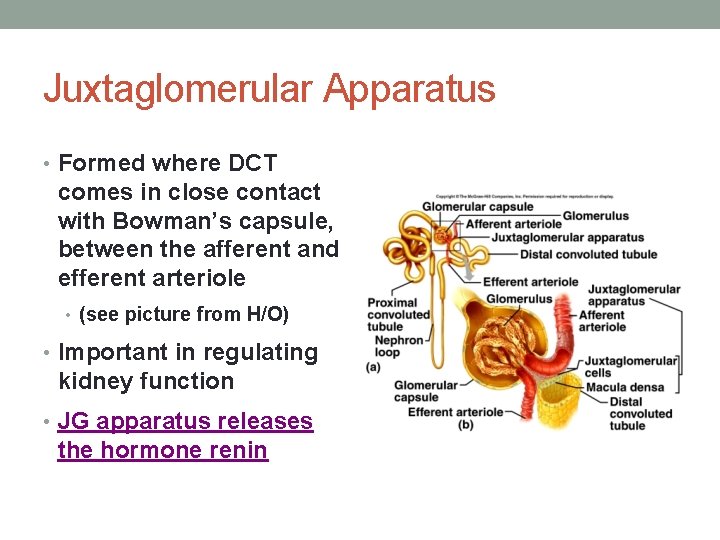 Juxtaglomerular Apparatus • Formed where DCT comes in close contact with Bowman’s capsule, between Juxtaglomerular Apparatus • Formed where DCT comes in close contact with Bowman’s capsule, between