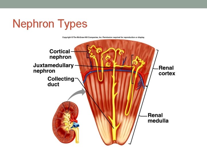Nephron Types Nephron Types