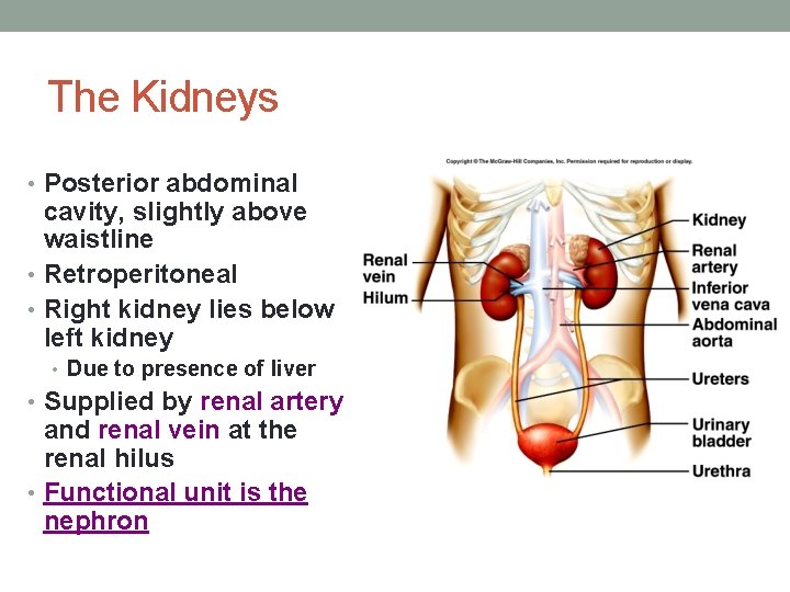 The Kidneys • Posterior abdominal cavity, slightly above waistline • Retroperitoneal • Right kidney The Kidneys • Posterior abdominal cavity, slightly above waistline • Retroperitoneal • Right kidney