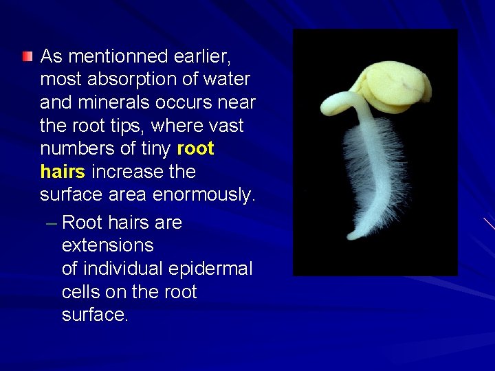 As mentionned earlier, most absorption of water and minerals occurs near the root tips,