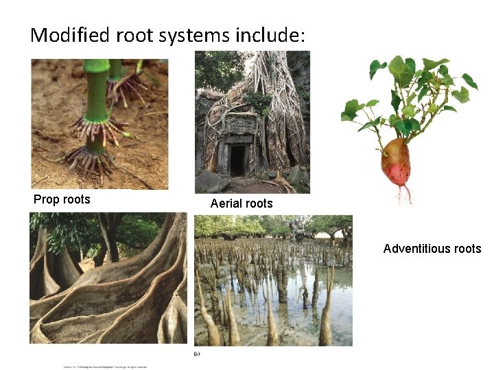 Modified root systems include: Prop roots Aerial roots Adventitious roots 