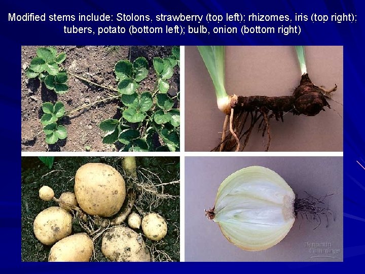 Modified stems include: Stolons, strawberry (top left); rhizomes, iris (top right); tubers, potato (bottom