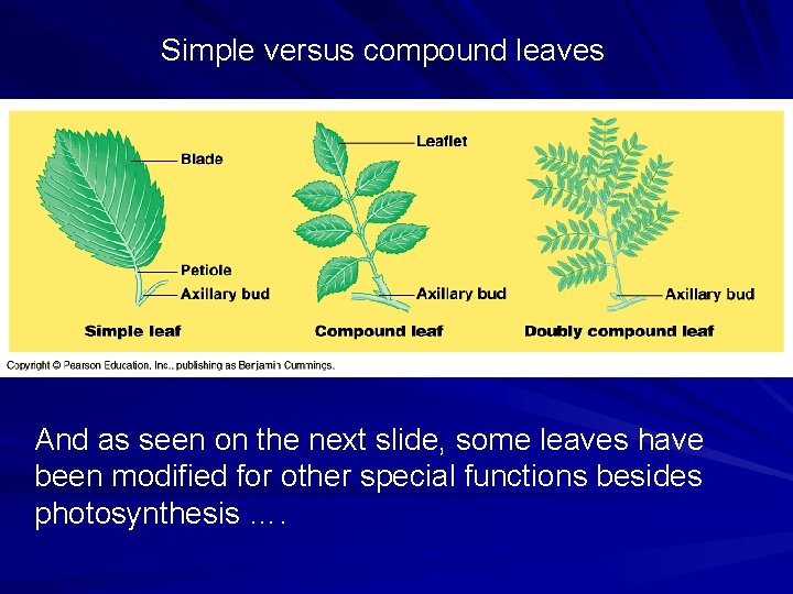 Simple versus compound leaves And as seen on the next slide, some leaves have