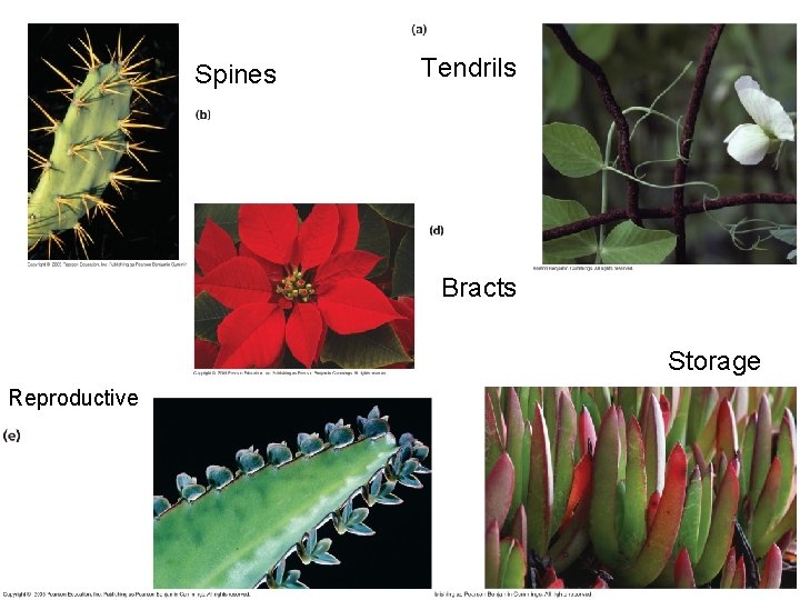 Spines Tendrils Bracts Storage Reproductive 
