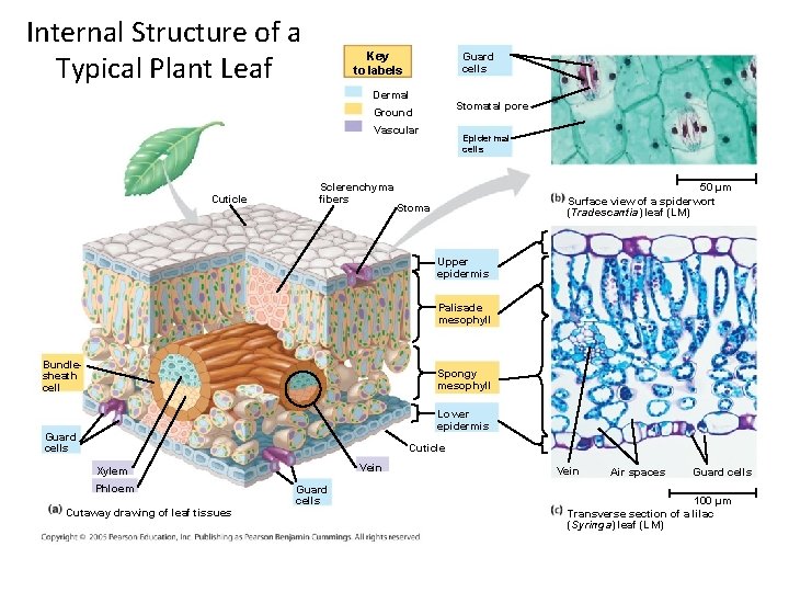 Internal Structure of a Typical Plant Leaf Key to labels Guard cells Dermal Stomatal