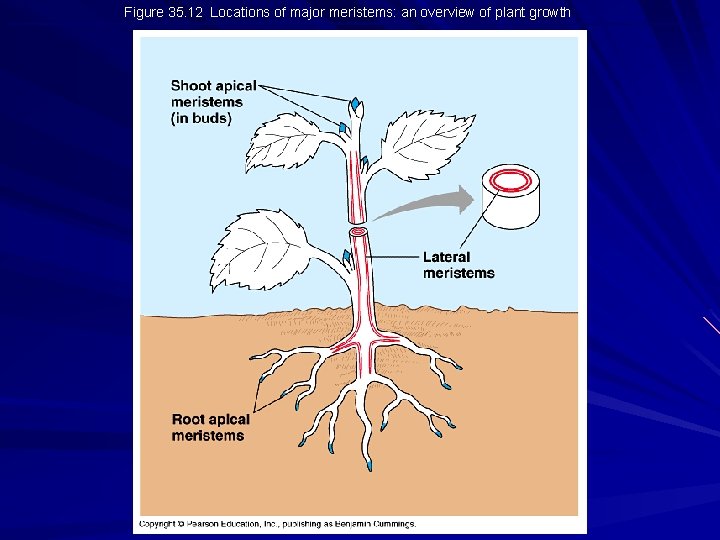 Figure 35. 12 Locations of major meristems: an overview of plant growth 