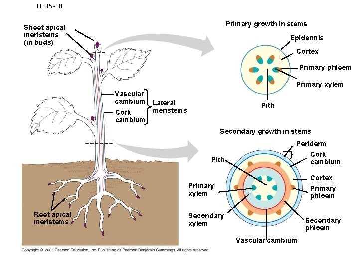LE 35 -10 Primary growth in stems Shoot apical meristems (in buds) Epidermis Cortex