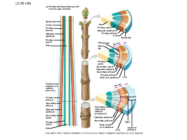 LE 35 -18 a Primary and secondary growth in a two-year-old stem Epidermis Cortex