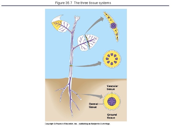 Figure 35. 7 The three tissue systems 