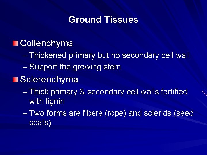Ground Tissues Collenchyma – Thickened primary but no secondary cell wall – Support the