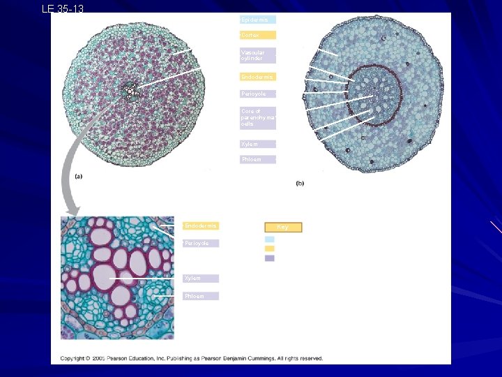 LE 35 -13 Epidermis Cortex Vascular cylinder Endodermis Pericycle Core of parenchyma cells Xylem