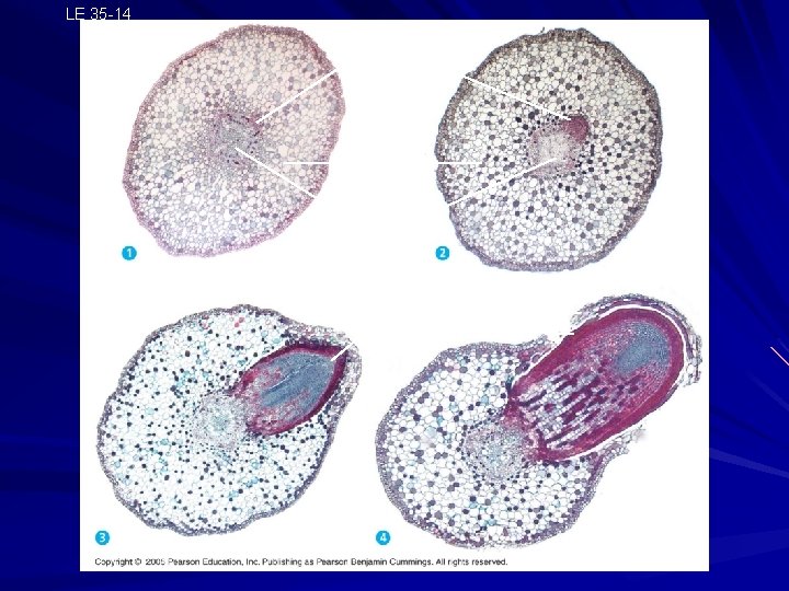 LE 35 -14 100 µm Emerging lateral root Cortex Vascular cylinder Epidermis Lateral root