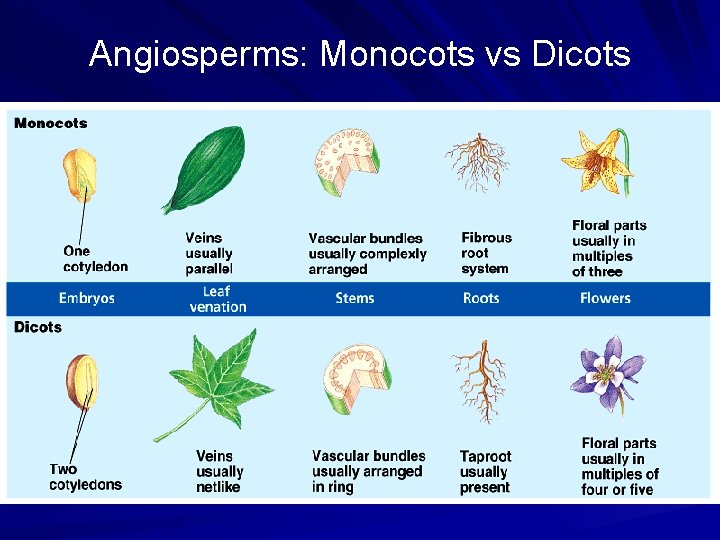 Angiosperms: Monocots vs Dicots 