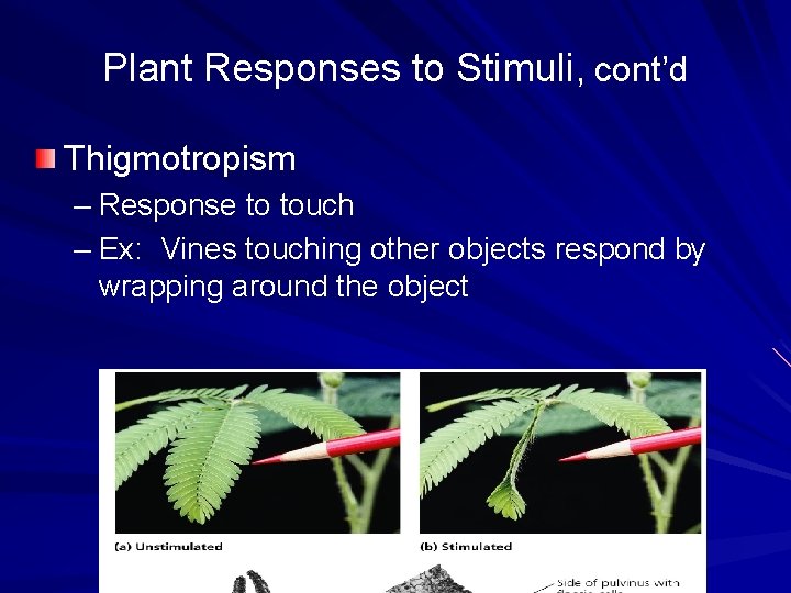 Plant Responses to Stimuli, cont’d Thigmotropism – Response to touch – Ex: Vines touching