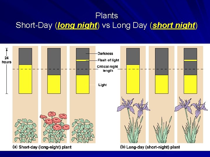 Plants Short-Day (long night) vs Long Day (short night) 
