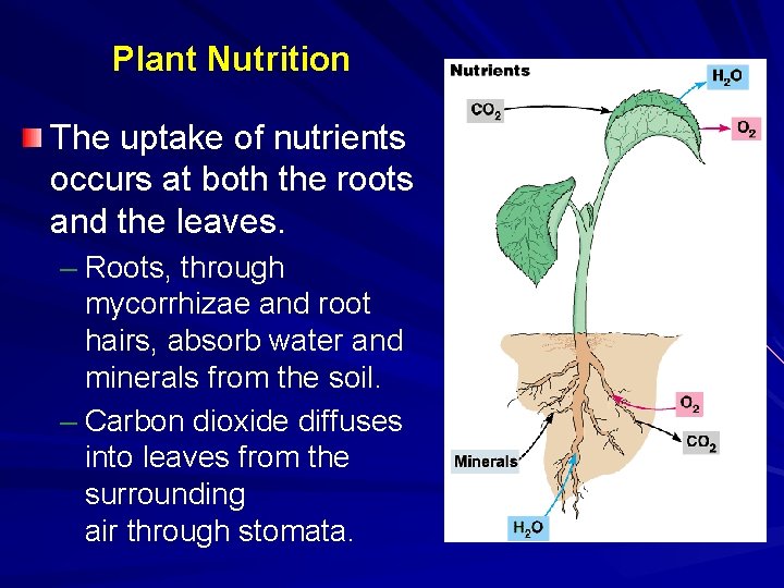 Plant Nutrition The uptake of nutrients occurs at both the roots and the leaves.