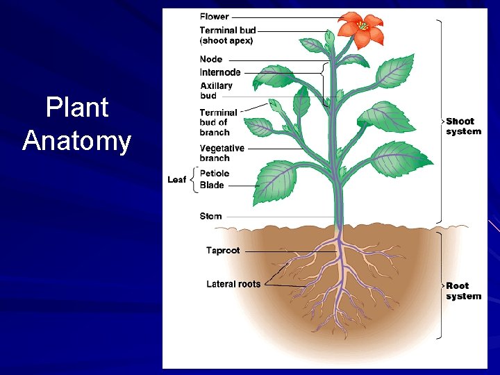 Plant Anatomy 