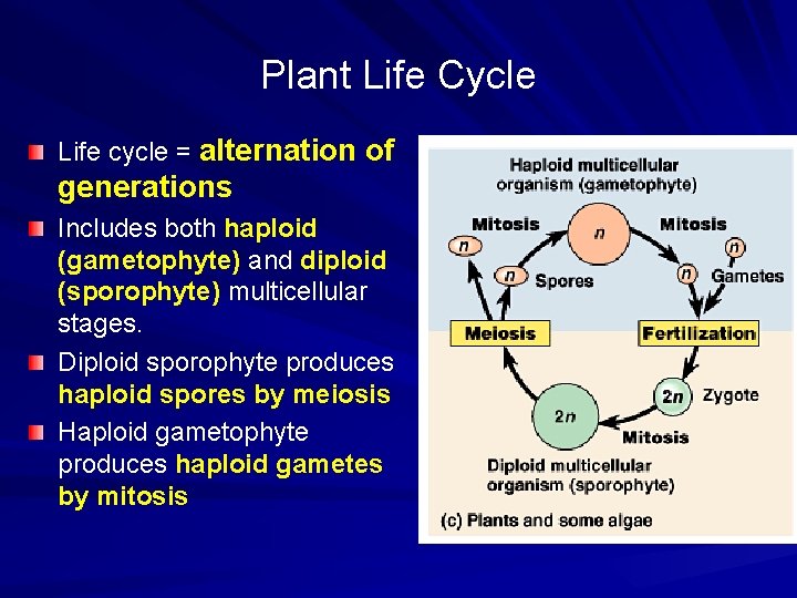 Plant Life Cycle Life cycle = alternation of generations Includes both haploid (gametophyte) and