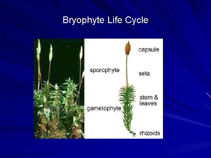 Bryophyte Life Cycle 