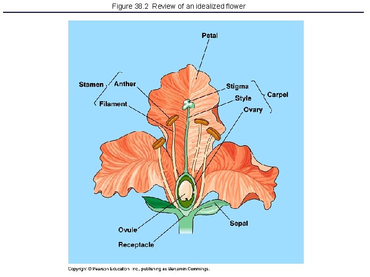 Figure 38. 2 Review of an idealized flower 
