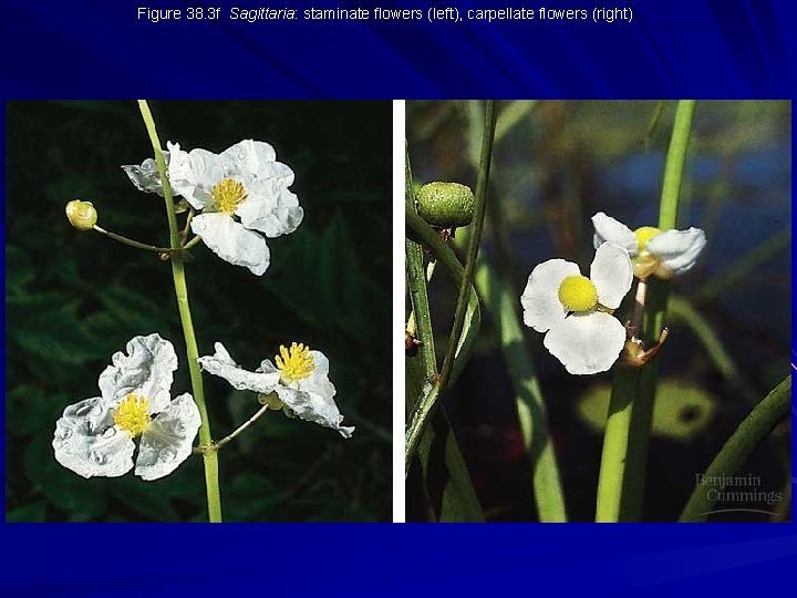 Figure 38. 3 f Sagittaria: staminate flowers (left), carpellate flowers (right) 