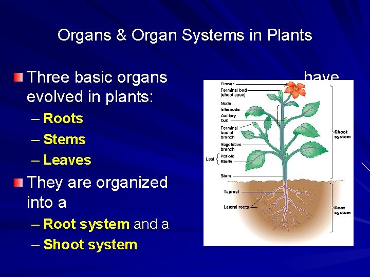 Organs & Organ Systems in Plants Three basic organs evolved in plants: – Roots