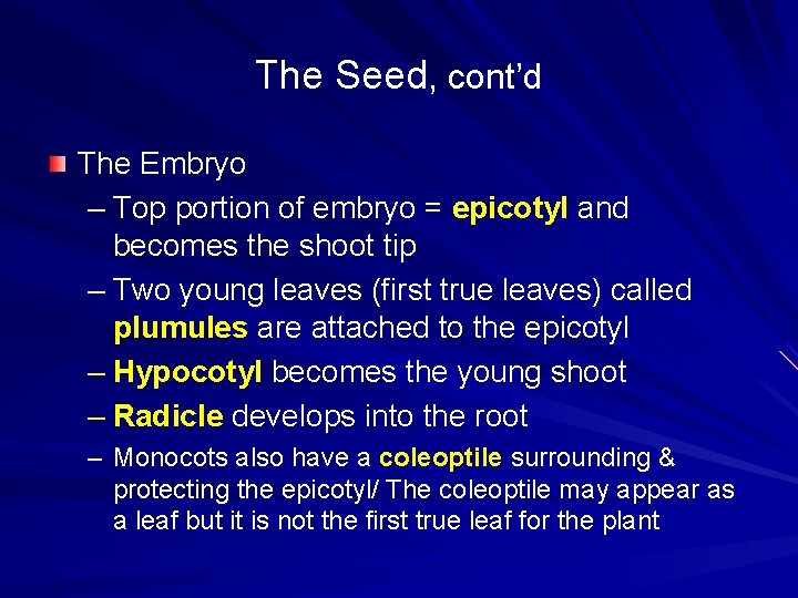 The Seed, cont’d The Embryo – Top portion of embryo = epicotyl and becomes