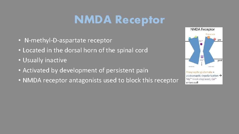 NMDA Receptor • N-methyl-D-aspartate receptor • Located in the dorsal horn of the spinal