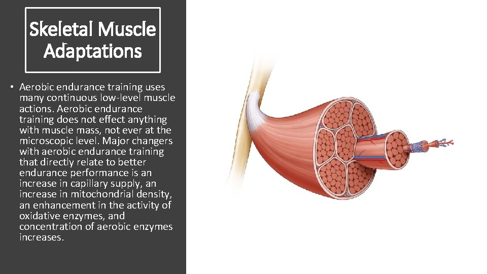 Skeletal Muscle Adaptations • Aerobic endurance training uses many continuous low-level muscle actions. Aerobic