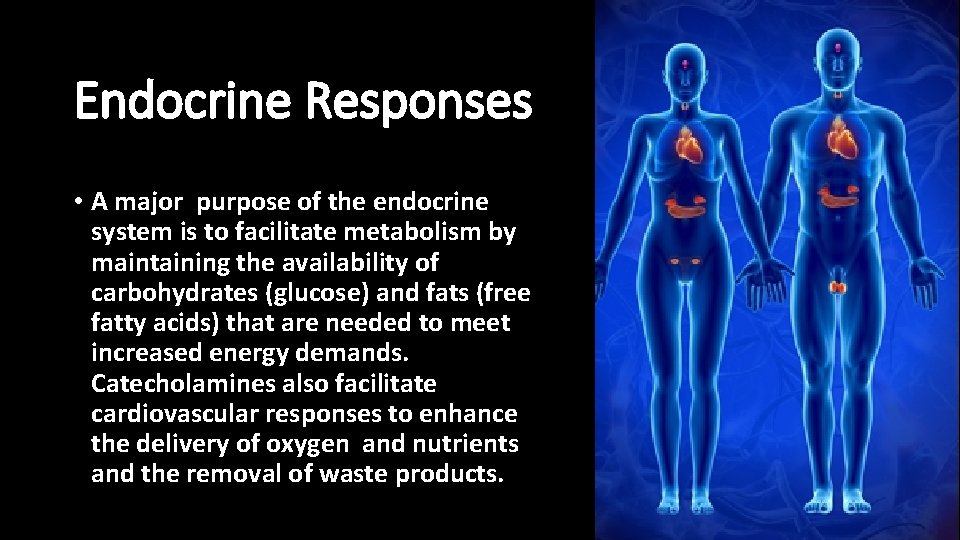 Endocrine Responses • A major purpose of the endocrine system is to facilitate metabolism
