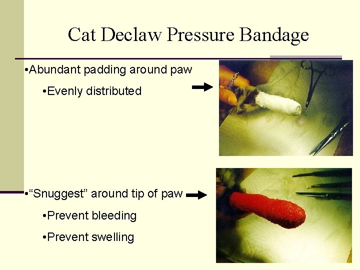 Cat Declaw Pressure Bandage • Abundant padding around paw • Evenly distributed • “Snuggest”