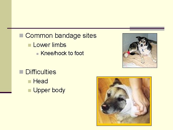 n Common bandage sites n Lower limbs n Knee/hock to foot n Difficulties n