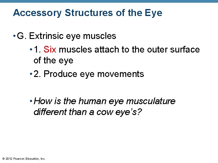 Accessory Structures of the Eye • G. Extrinsic eye muscles • 1. Six muscles