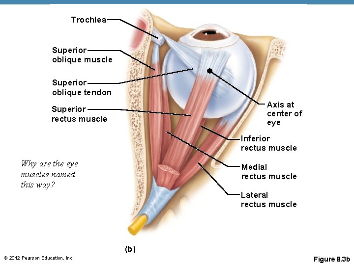 Trochlea Superior oblique muscle Superior oblique tendon Axis at center of eye Superior rectus