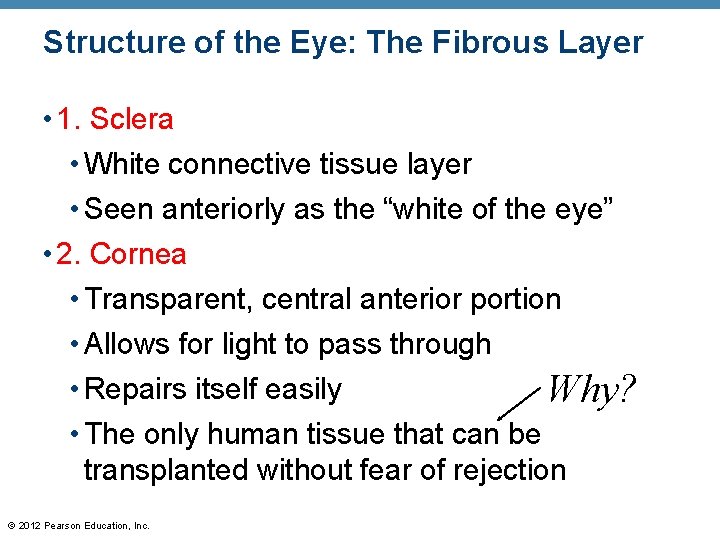 Structure of the Eye: The Fibrous Layer • 1. Sclera • White connective tissue