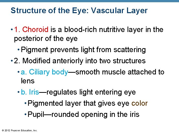 Structure of the Eye: Vascular Layer • 1. Choroid is a blood-rich nutritive layer