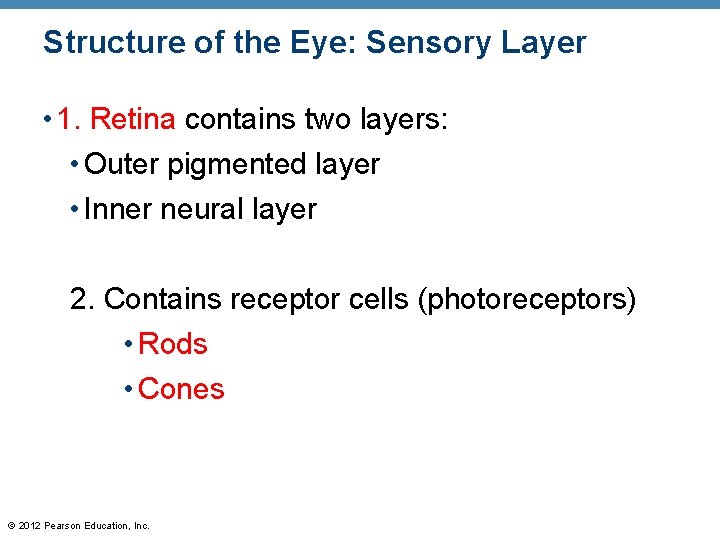 Structure of the Eye: Sensory Layer • 1. Retina contains two layers: • Outer