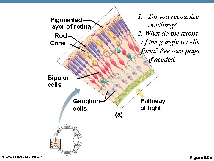 1. Do you recognize anything? 2. What do the axons of the ganglion cells