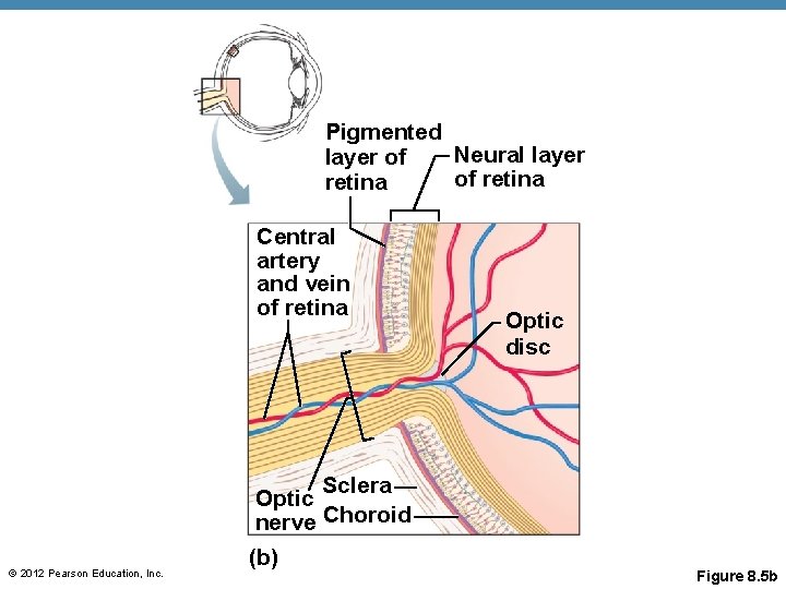 Pigmented Neural layer of of retina Central artery and vein of retina Optic disc