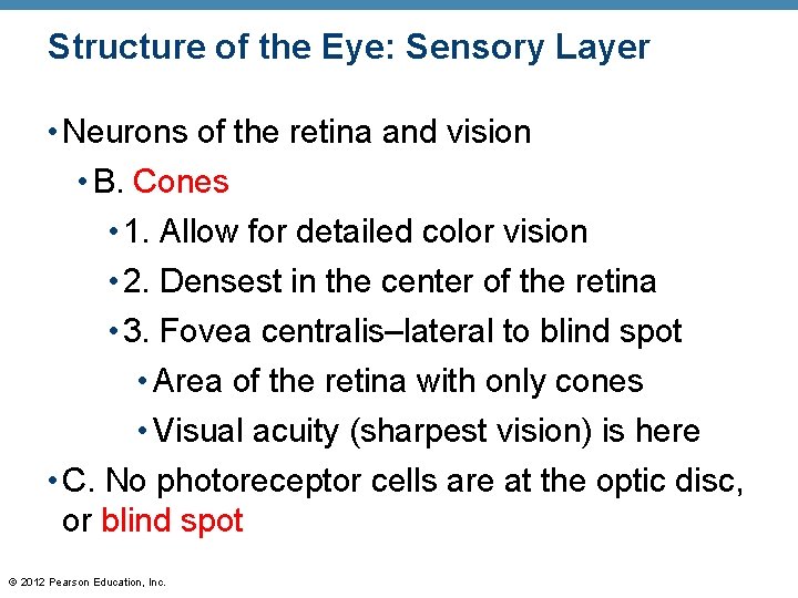 Structure of the Eye: Sensory Layer • Neurons of the retina and vision •