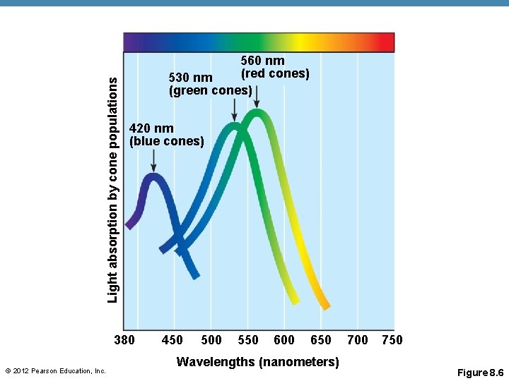Light absorption by cone populations 560 nm (red cones) 530 nm (green cones) 420