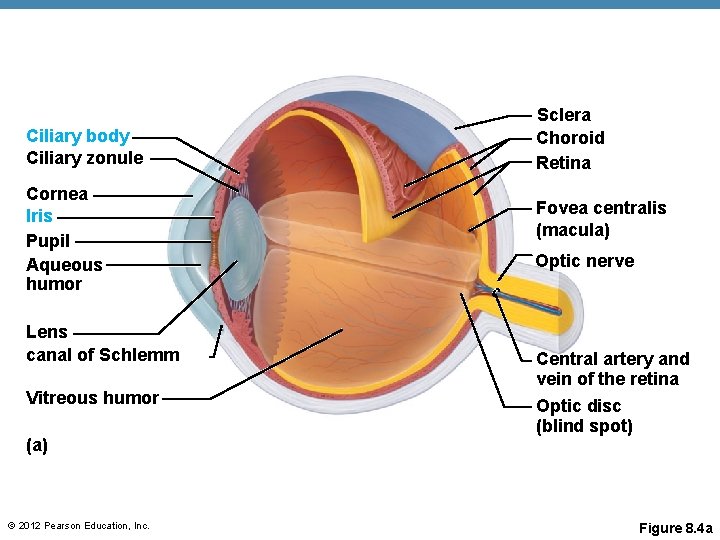 Ciliary body Ciliary zonule Cornea Iris Pupil Aqueous humor Lens canal of Schlemm Vitreous