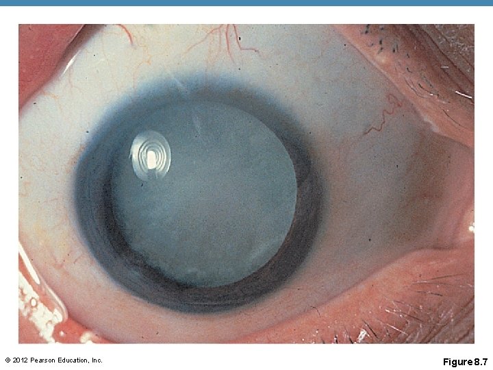 © 2012 Pearson Education, Inc. Figure 8. 7 