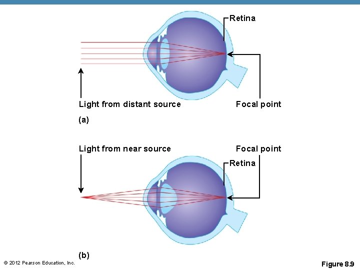 Retina Light from distant source Focal point (a) Light from near source Focal point