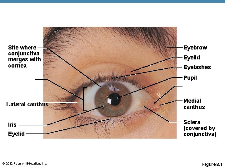 Site where conjunctiva merges with cornea Eyebrow Eyelid Eyelashes Pupil Lateral canthus Iris Eyelid