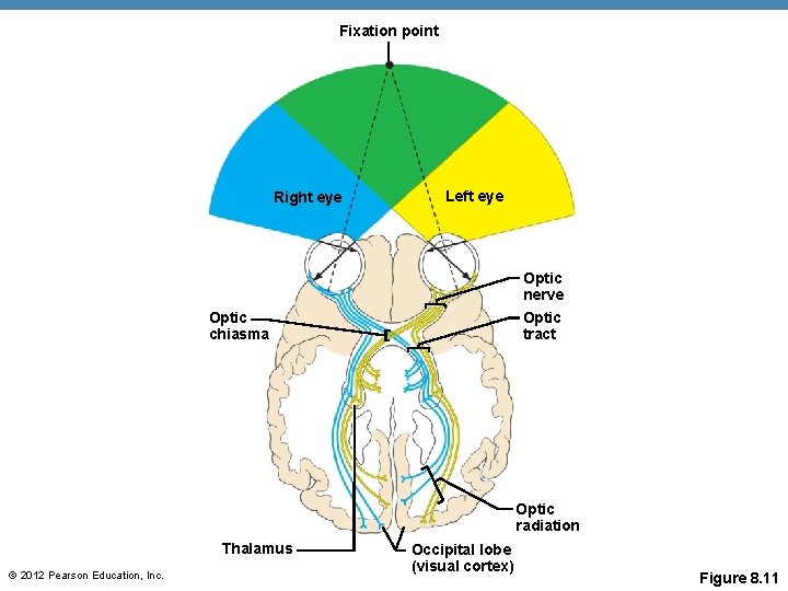 Fixation point Right eye Left eye Optic nerve Optic chiasma Optic tract Optic radiation