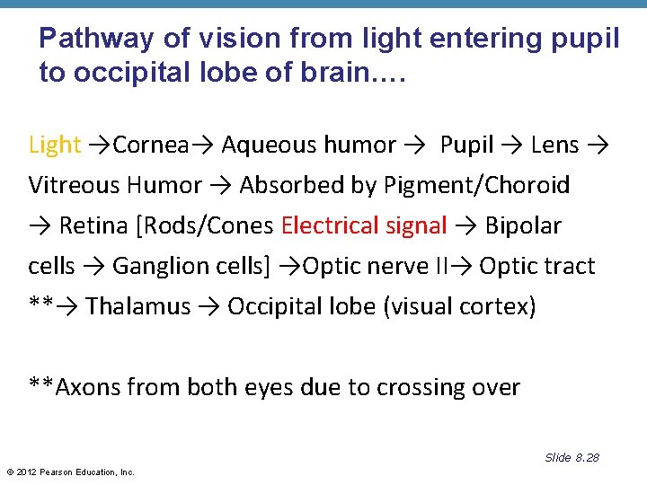 Pathway of vision from light entering pupil to occipital lobe of brain…. Light →Cornea→