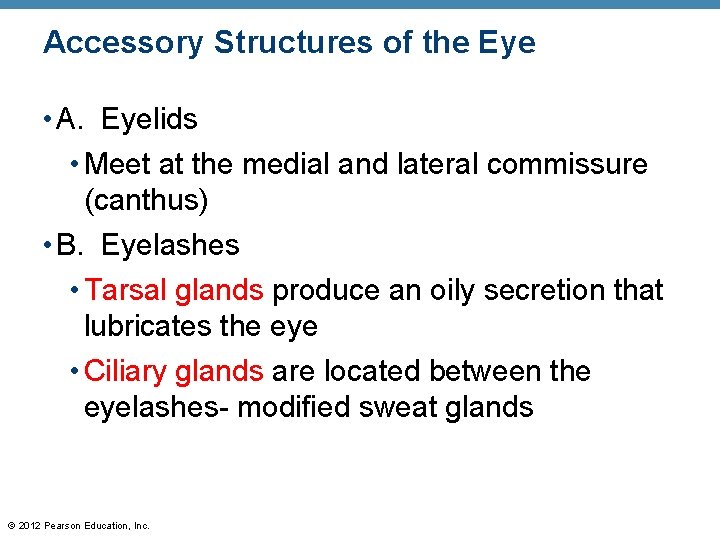 Accessory Structures of the Eye • A. Eyelids • Meet at the medial and